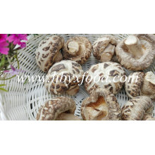 Seta de flores secas, vegetales secos, hongos shiitake de China